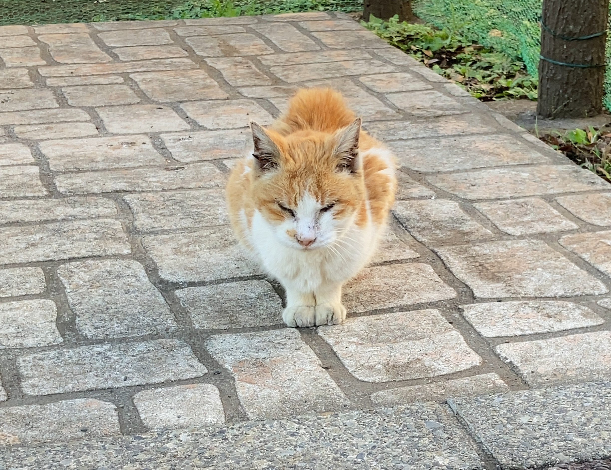 Rui Asano (淺野塁)